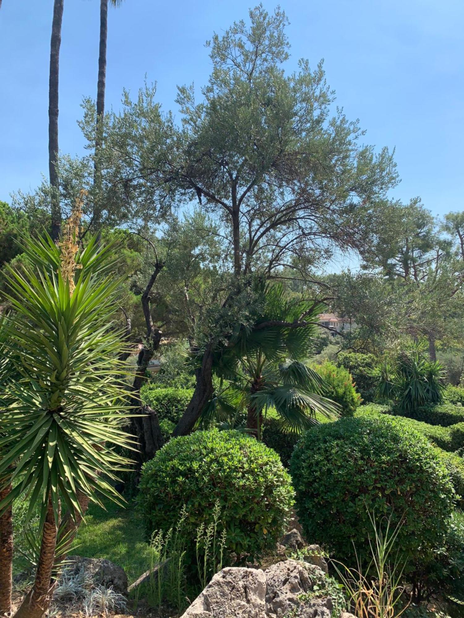 French Riviera Apartment With Swimming Pool And Free Parking Near Monaco Rocabruna Exterior foto